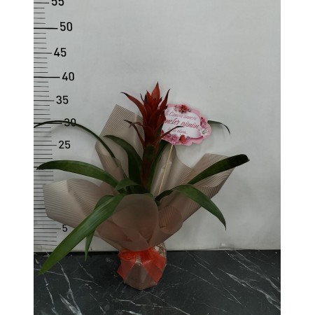Saksı da Guzmania Çiçeği